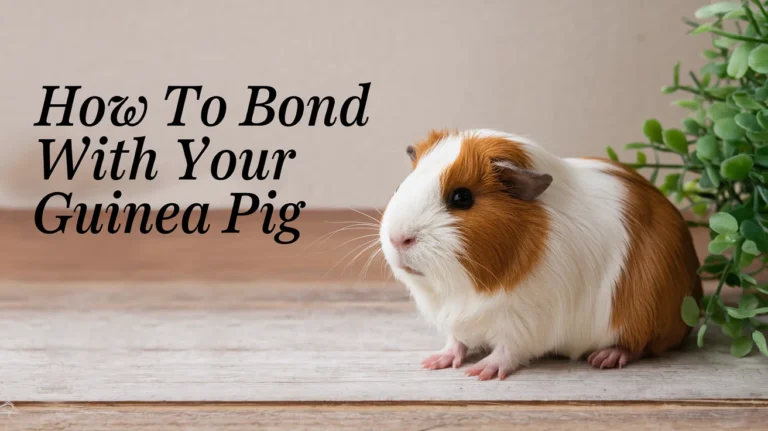 How to Bond With Your Guinea Pig