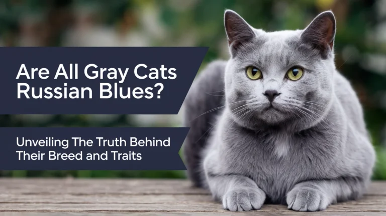 Are All Gray Cats Russian Blues? Unveiling the Truth Behind Their Breed and Traits