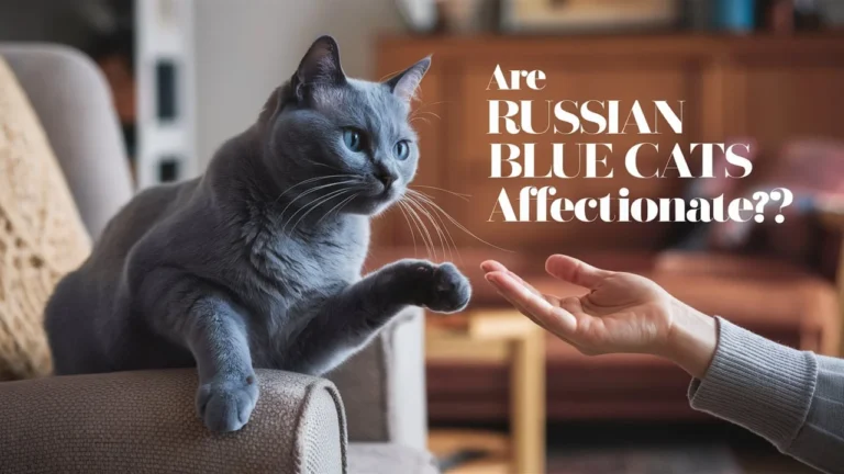 Are Russian Blue Cats Affectionate?