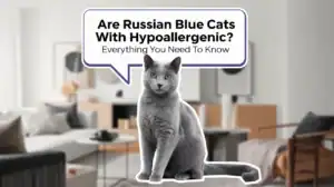 Are Russian Blue Cats Hypoallergenic? Everything You Need to Know