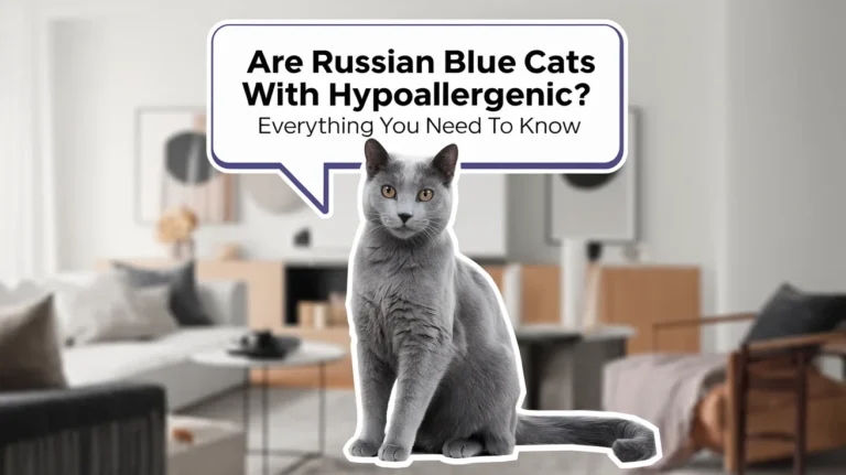 Are Russian Blue Cats Hypoallergenic? Everything You Need to Know