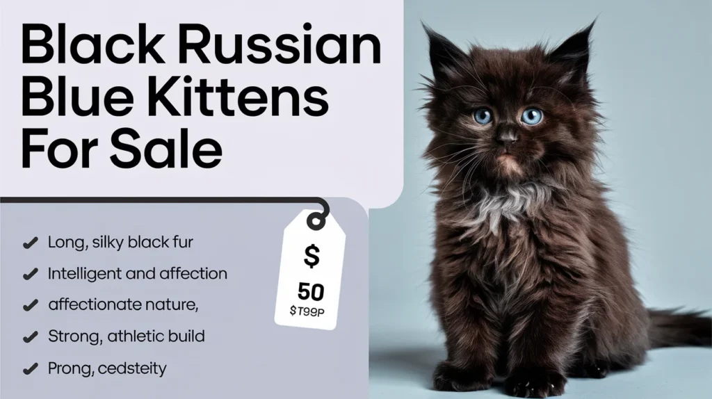 Black Russian Blue Kittens for Sale