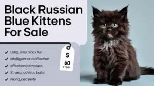 Black Russian Blue Kittens for Sale