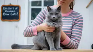 Breeders of Russian Blue Cats: