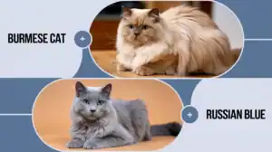 burmese cat vs russian