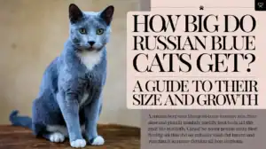 How Big Do Russian Blue Cats Get? A Guide to Their Size and Growth