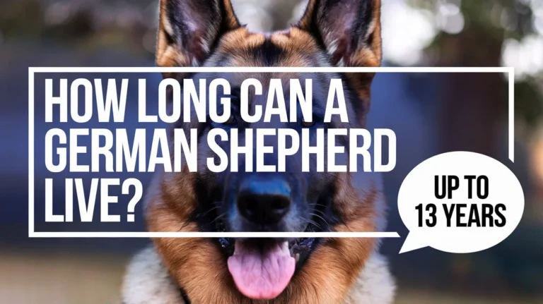 How Long Can a German Shepherd Live?