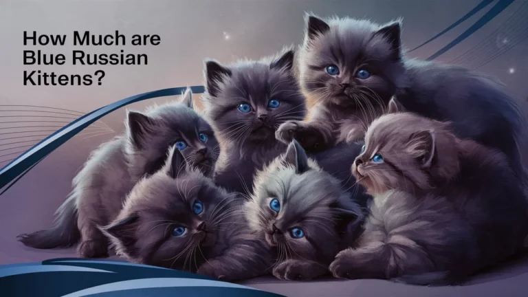 How Much Are Blue Russian Kittens?