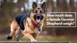 how much does a female shepherd weigh