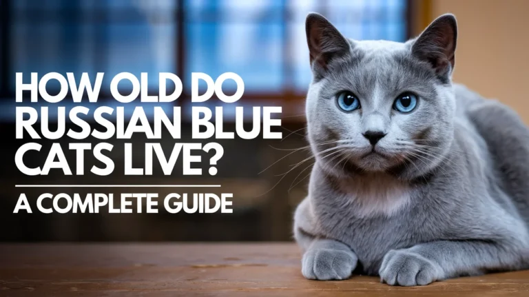 How Old Do Russian Blue Cats Live? A Complete Guide