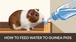 How to Feed Water to Guinea Pigs: