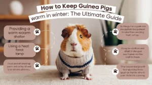 How to Keep Guinea Pigs Warm in Winter: The Ultimate Guide