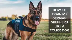 How to Train My German Shepherd Like a Police Dog