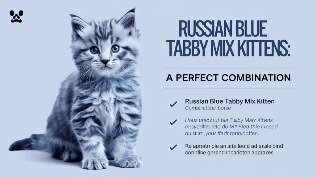 Russian Blue Tabby Mix Kittens: A Perfect Combination