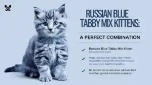 Russian Blue Tabby Mix Kittens: A Perfect Combination