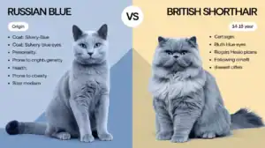 Russian Blue vs British Shorthair: