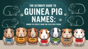 The Ultimate Guide to Guinea Pig Names: Finding the Perfect Name for Your Furry Friend