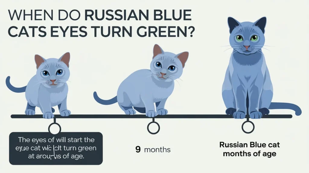 When Do Russian Blue Cats Eyes Turn Green?