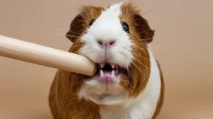A Complete Guide to Caring for Your Guinea Pig Teeth