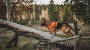Are German Shepherds Good Hunting Dogs? Exploring Their Skills and Strengths
