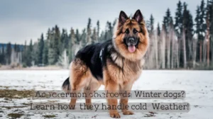 Are German Shepherds Winter Dogs? Learn How They Handle Cold Weather! 