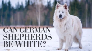 Can German Shepherds Be White?