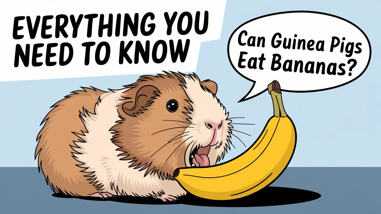 Gallery Detail: Can Guinea Pigs Eat Bananas Everything You Need To Know