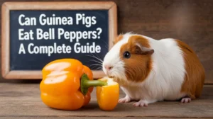 Can Guinea Pigs Eat Bell Peppers? A Complete Guide