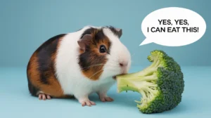 Can Guinea Pigs Eat Broccoli? The Ultimate Guide 🥦🐹