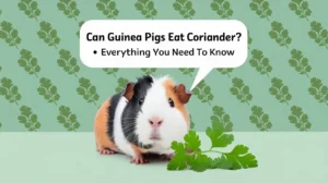 Can Guinea Pigs Eat Coriander? 🌿🐹 Everything You Need to Know