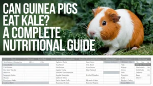 Can Guinea Pigs Eat Kale? A Complete Nutritional Guide