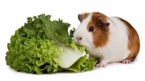 Can Guinea Pigs Eat Lambs Lettuce? A Complete Guide on Safety, Benefits, and Risks