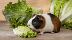 Can Guinea Pigs Eat Lettuce? A Complete Guide