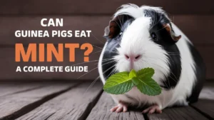Can Guinea Pigs Eat Mint? A Complete Guide