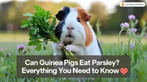 Can Guinea Pigs Eat Parsley? Everything You Need to Know 🥬🐹