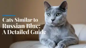 Cats Similar to Russian Blue: A Detailed Guide