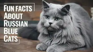 Fun Facts About Russian Blue Cats