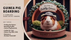 Guinea Pig Boarding: A Complete Guide for Pet Owners