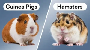 Guinea Pigs vs. Hamsters: Which Small Pet Is Perfect for You? 🐹✨