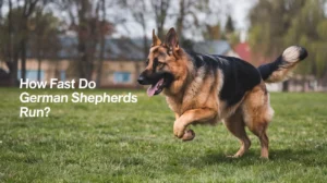 How Fast Do German Shepherds Run?