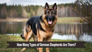 How Many Types of German Shepherds Are There?