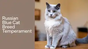 Russian Blue Cat Breed Temperament