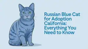 Russian Blue Cat for Adoption California: Everything You Need to Know