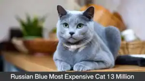 Russian Blue Most Expensive Cat 13 Million
