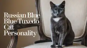 Russian Blue Tuxedo Cat Personality