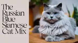The Russian Blue Siamese Cat Mix