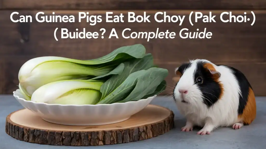 Can Guinea Pigs Eat Bok Choy (Pak Choi)? A Complete Guide
