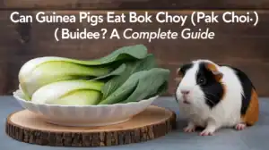 Can Guinea Pigs Eat Bok Choy (Pak Choi)? A Complete Guide