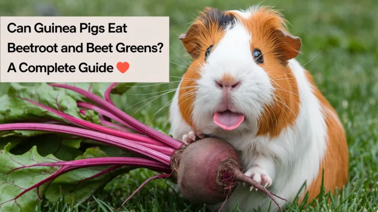 Can Guinea Pigs Eat Beetroot and Beet Greens?