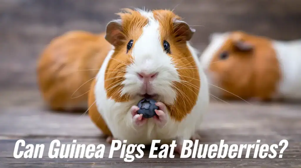 Can Guinea Pigs Eat Blueberries?